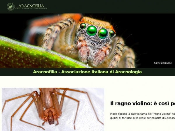 aracnofilia.org